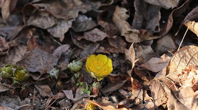 20160121_Amur20Adonis_01.jpg