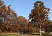 Fall_20161111_Article_01.jpg