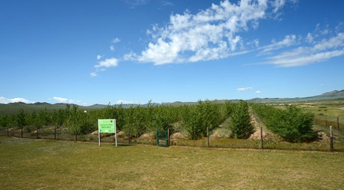 Mongolia_Forest_Project_1215_01.jpg