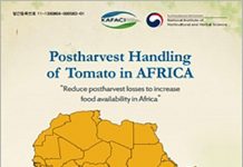 Postharvest_Handling_of_Tomatoes_Africa_01.jpg