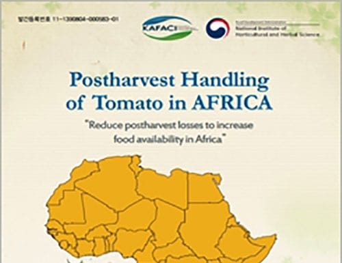 Postharvest_Handling_of_Tomatoes_Africa_01.jpg