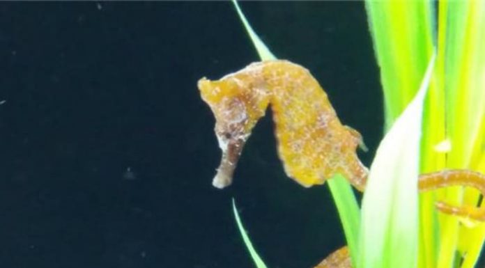 Endangered soan seahorse bred artificially 171030_gema_text.jpg