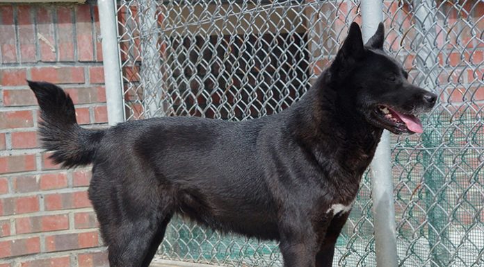 Researchers explore Korean dog DNA dog_1480112_article_01.jpg