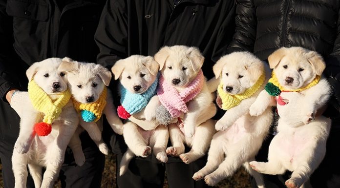 Xmas wishes from Korea, abroad stress peace and prosperity on peninsula