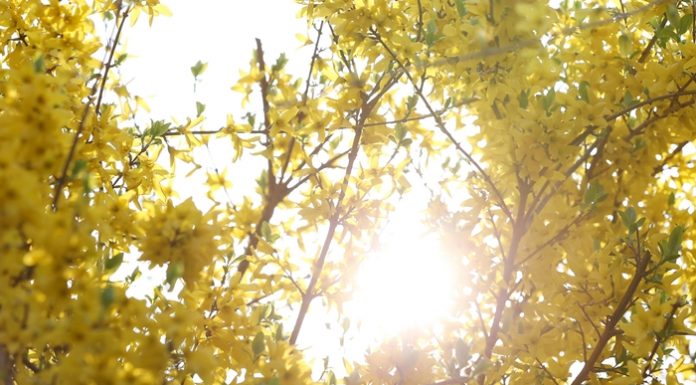 Korea sees earlier arrival of spring this year