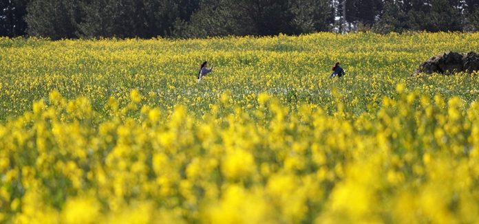 Spring Travel Week to feature unique tours and discounts