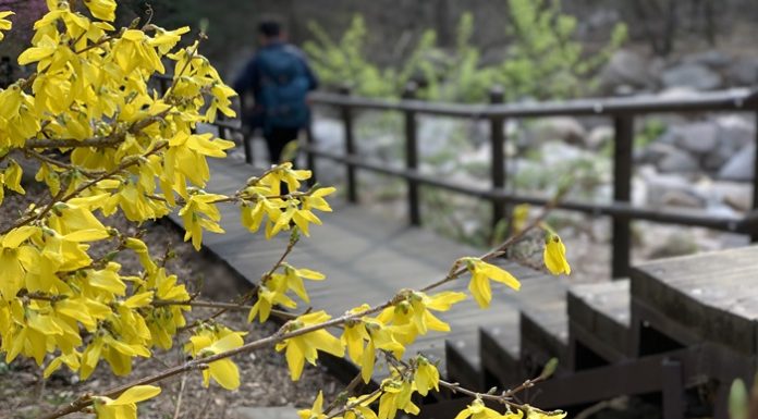Spring flower bonanza draws visitors to mountains