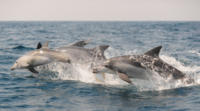 Last captive dolphin Bibongi to be released to the wild