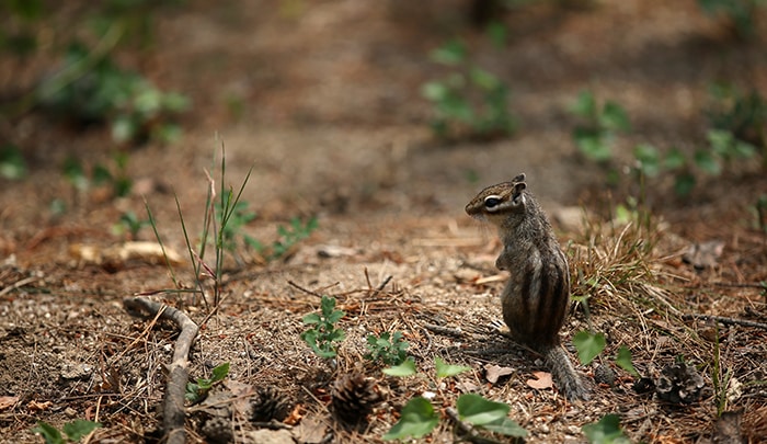 It is easy to spot squirrels searching for food at the Seonjeongneung Tombs. 
