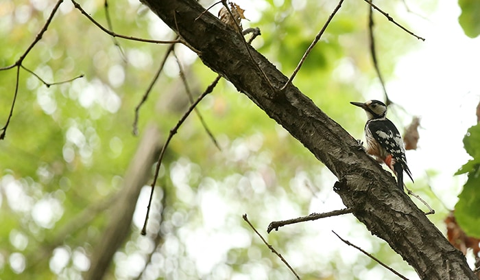 A grey-spotted woodpecker is busy searching for prey along the pine tree-lined walking path on June 17.