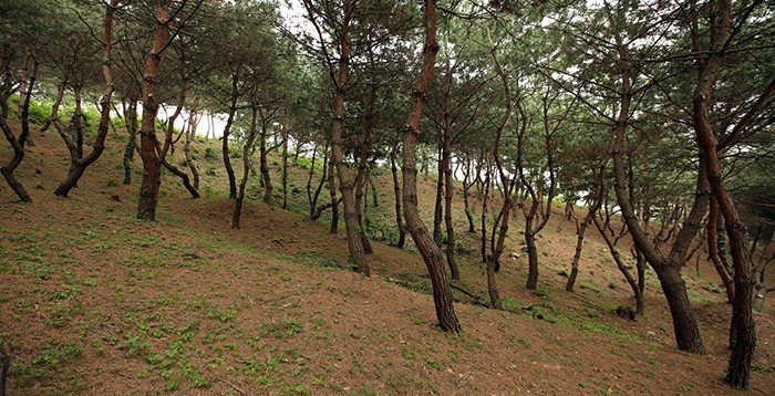A walking trail lined with pine trees is part of the Seooreung Tombs. It offers a fragrant aroma to tomb site visitors.