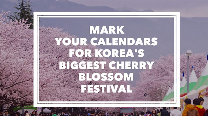 Korea’s biggest cherry blossom festival